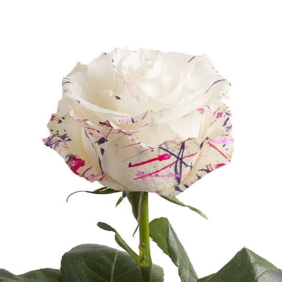 "Painted Ice Cream Confetti" Roses - 50 cm - Fresh Cut Flowers - 50 Stems - by Bloomingmore