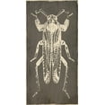thumbnail image 2 of Villa, Mlli 14x24 Black Ornate Wood Framed with Double Matting Museum Art Print Titled - Bug Life Four, 2 of 4