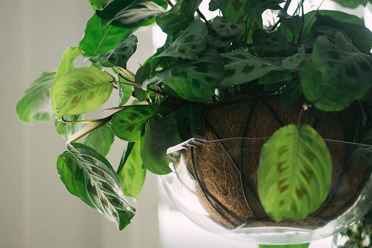 Curtis Wagner Plastics Wire Coco Hanging Basket Drip Pans (5-Pack) | Clear, Round (12” - 14" Top, 3.75" Depth) Hanging Plant Tray Saucer with Built-in Hooks & Water Catcher for Indoor & Outdoor