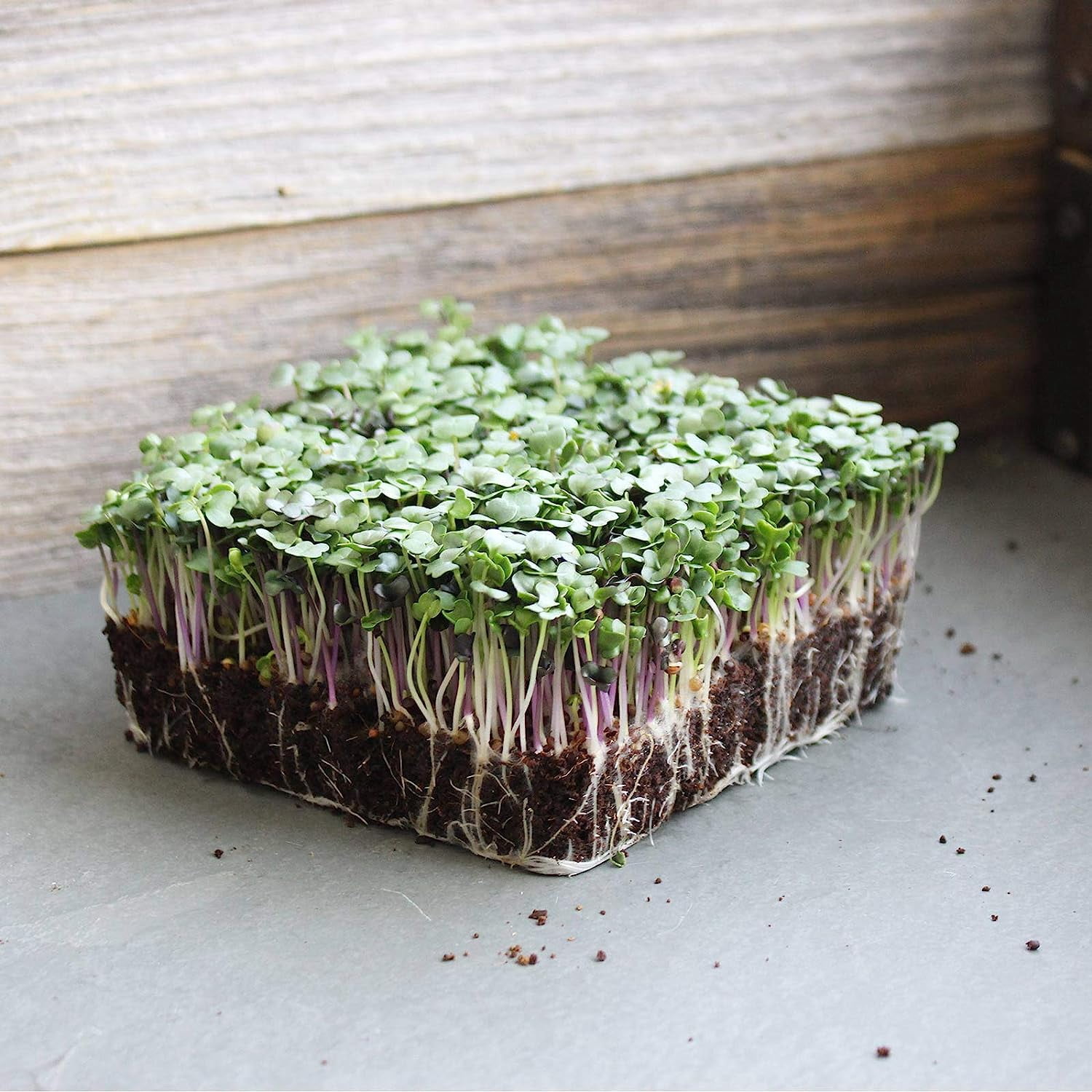 Organic Spicy Salad Mix Microgreens Seeds: 1 Lb - Non-GMO Micro Greens Seed Blend: Broccoli, Kale, Mustard, Cabbage, Arugula, Mustard, More 1 Lb Pouch
