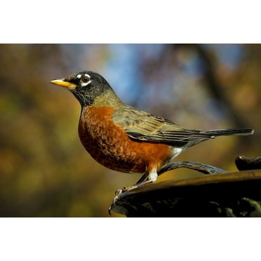 Mr Robin by Chris Lord Photo Photograph Bird Pictures Wall Decor Beautiful Art Wall Decor Feather Prints Wall Art Nature Wildlife Animal Bird Prints Cool Wall Art Print Poster 12x18