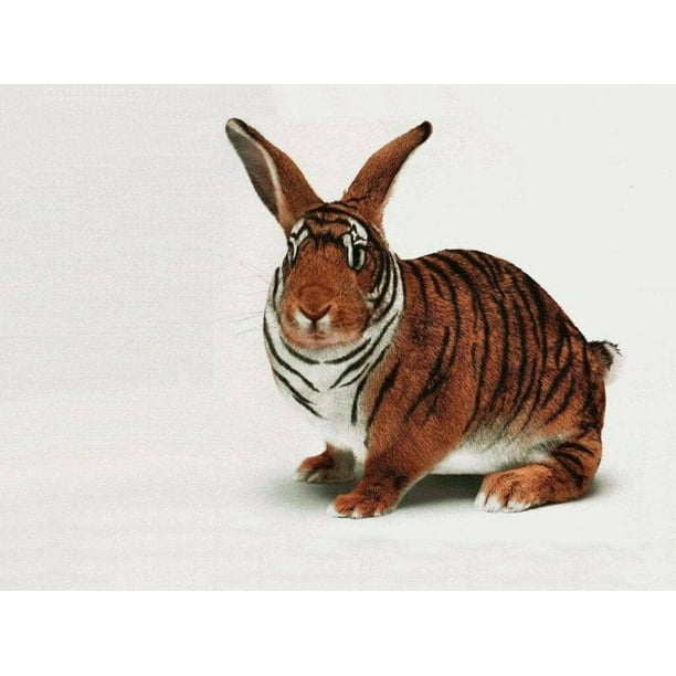 tiger bunny rabbit bunnies cute funny stripes 12 inch by 18 inch laminated poster with bright colors and vivid imagery fits perfectly in many