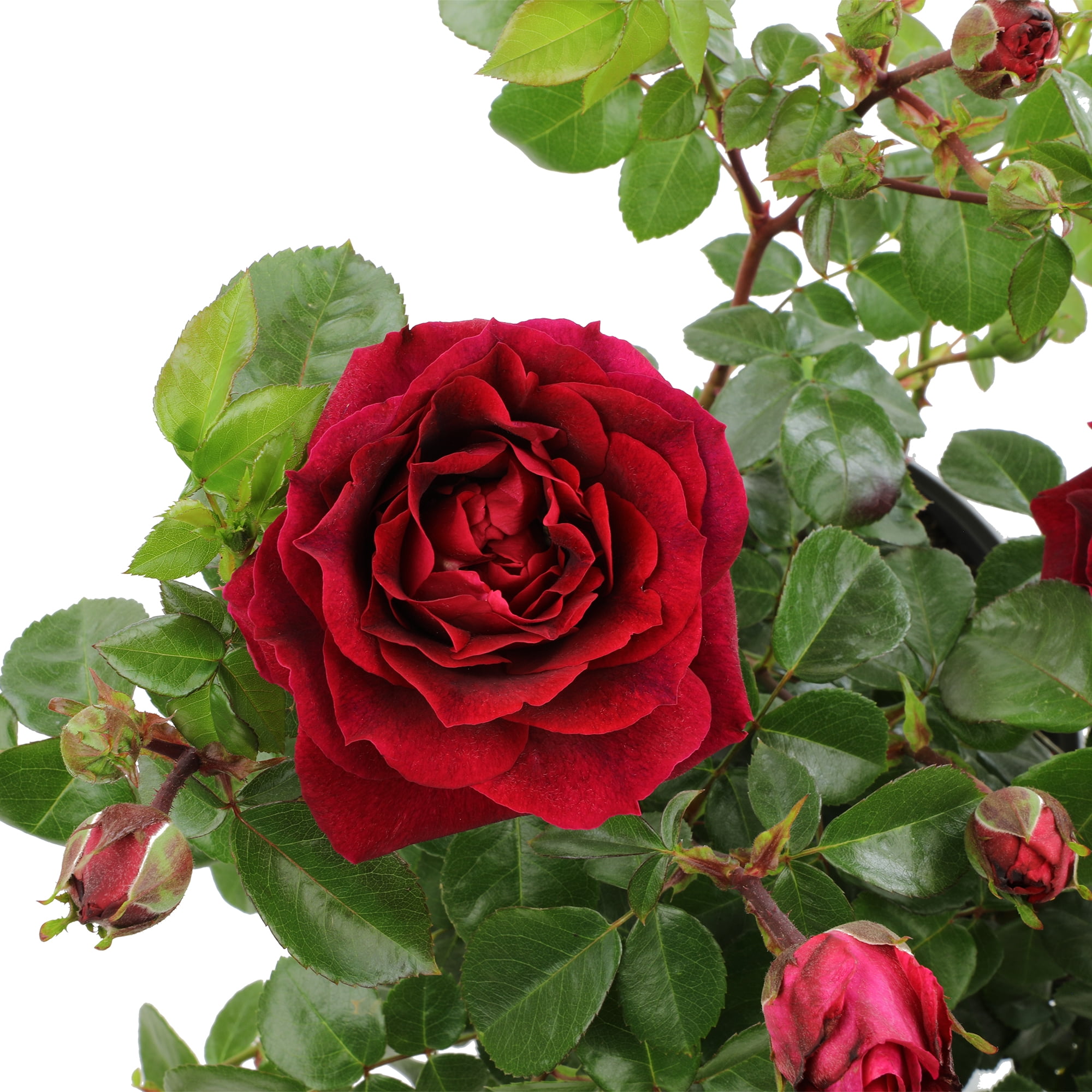 True Bloom 'True Spirit' PP28929 Red Rose Bush Plant, Red Roses, 8Qt. Pot, Full Sun, Live Plant