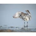 thumbnail image 2 of Pryor, Maresa 14x12 White Modern Wood Framed Museum Art Print Titled - Dunlin-Calidris alpina-(Juvenile) Bolivar Flats-Texas, 2 of 4