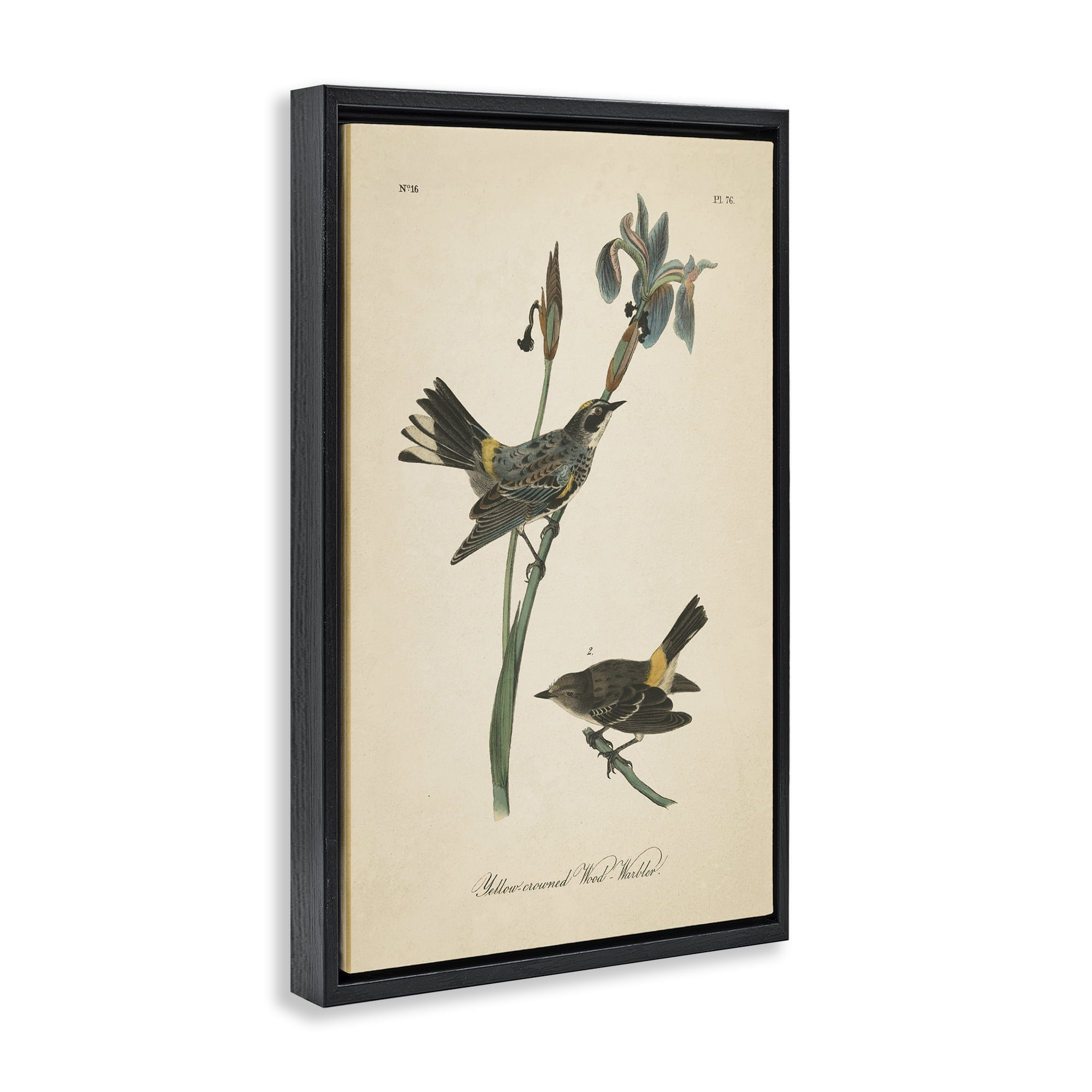 Stupell Industries Vintage Warbler Study Animals & Insects Painting Black Floater Framed Canvas Art Print Wall Art, 17 x 25