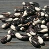 (6 Pack) Appaloosa Beans