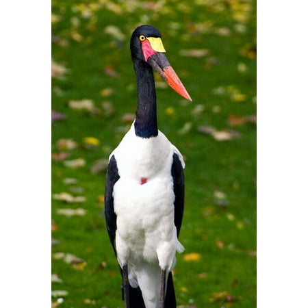- LAMINATED POSTER Bill Stork Portrait Saddle Stork Bird Poster Print 24 x 36