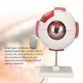 thumbnail image 3 of Eye Anatomy Model Human Eyeball Model 6x Enlarged Eyeball Model Eyeball Anatomical Model Human Eye Model Eye Anatomy Model 6X Enlarged Strong PVC 7 Parts Easy Disassembly Human, 3 of 8