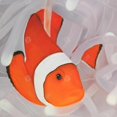 thumbnail image 3 of Clownfish under the sea - 24"x24" canvas - Print on demand, 3 of 5