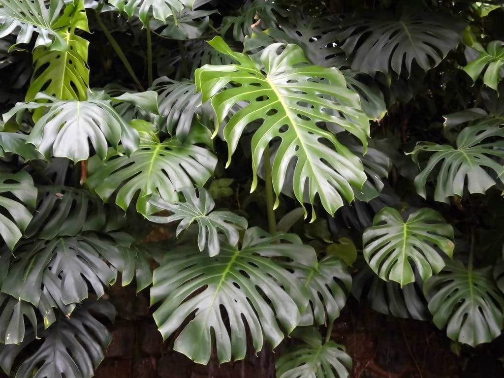⭐ PREMIUM Monstera Borsigiana Potting Mix - Moisture Retaining and Root Growth Enhancing by Gardenera Labs - 5 Quart