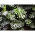 thumbnail image 6 of Gardenera Labs Monstera Borsigiana Potting Mix - Optimal Nutrients for Vibrant Growth - 1 Quart, 6 of 6