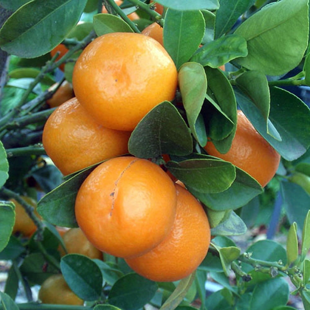 Centennial Kumquat TreeFruiting Size 5" Pot No Ship to TX, FL, AZ