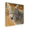 thumbnail image 2 of Trademark Fine Art 'Coyote In The Desert' Canvas Art by Mitch Catanzaro, 2 of 3