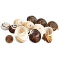 thumbnail image 3 of Hermit Crab Shells | 12 Brown and White Land Snail Shells 1"-1.5", 3 of 8