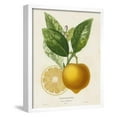 thumbnail image 1 of French Lemon Botanical III, Botanical Framed Art Print Wall Art by A^ Risso, 1 of 4