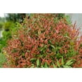 thumbnail image 3 of Nandina Gulf Stream Heavenly Bamboo  3 Live Plants  Compact Colorful Ornamental Shrub, 3 of 8