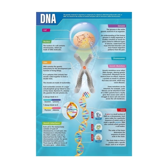 Biology Educational Chart DNA Structure Poster Vintage Double Helix Science Art Print for Home Office Library Decor