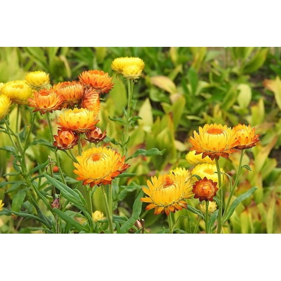 Seedville 50 Yellow Strawflower Flower Seeds
