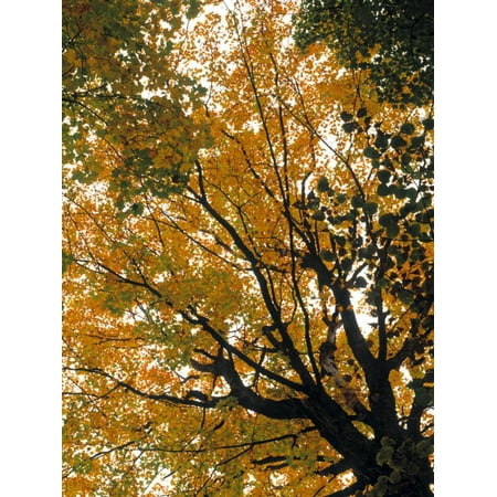 Fall Foliage, New England, USA Print Wall Art By Walter