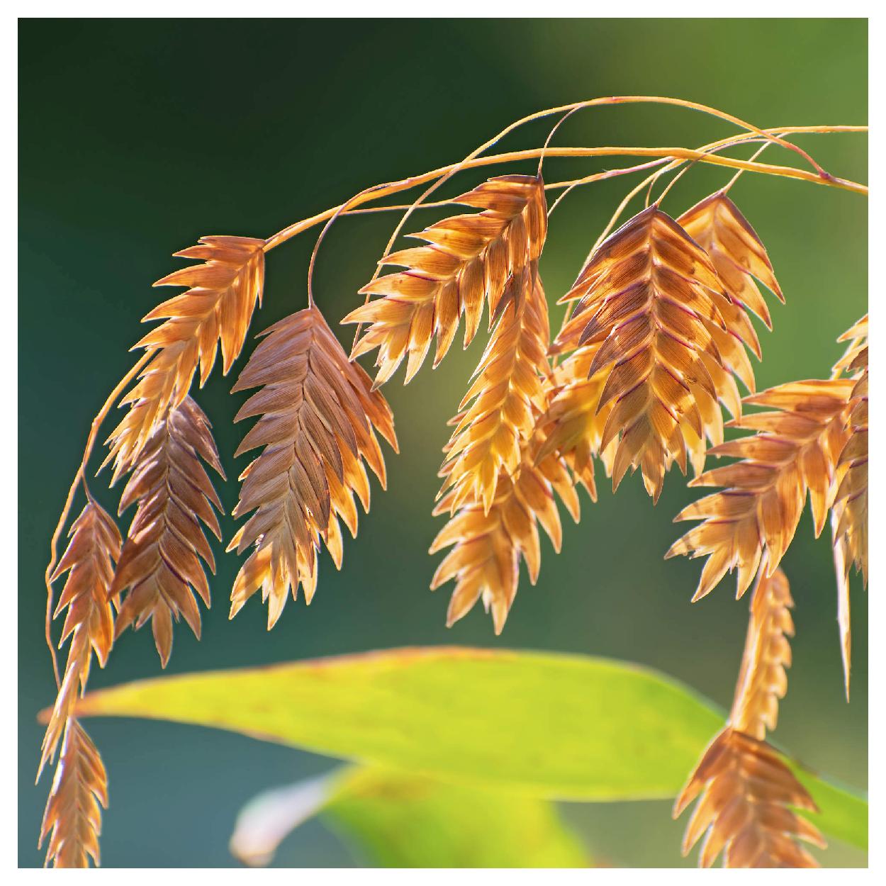 Everwilde Farms - 1/4 lb River Oats Native Grass Seeds - Gold Vault Bulk Seed Packet