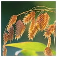 thumbnail image 4 of Everwilde Farms - 200 River Oats Native Grass Seeds - Gold Vault Jumbo Bulk Seed Packet, 4 of 4