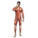 thumbnail image 1 of Mono elástico con estampado de músculos para fiesta de Halloween en 3d, traje de cuerpo de anatomía humana, disfraz de Cosplay, Catsuit, 1 of 5