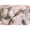 thumbnail image 3 of Small Pink Cherry Blossom Tree With 66 Warm White Led, 3 of 5