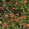 thumbnail image 2 of Outsidepride 10000 Scarlet Pimpernel Plant Seeds, Low-Growing Wild Flower, 2 of 3