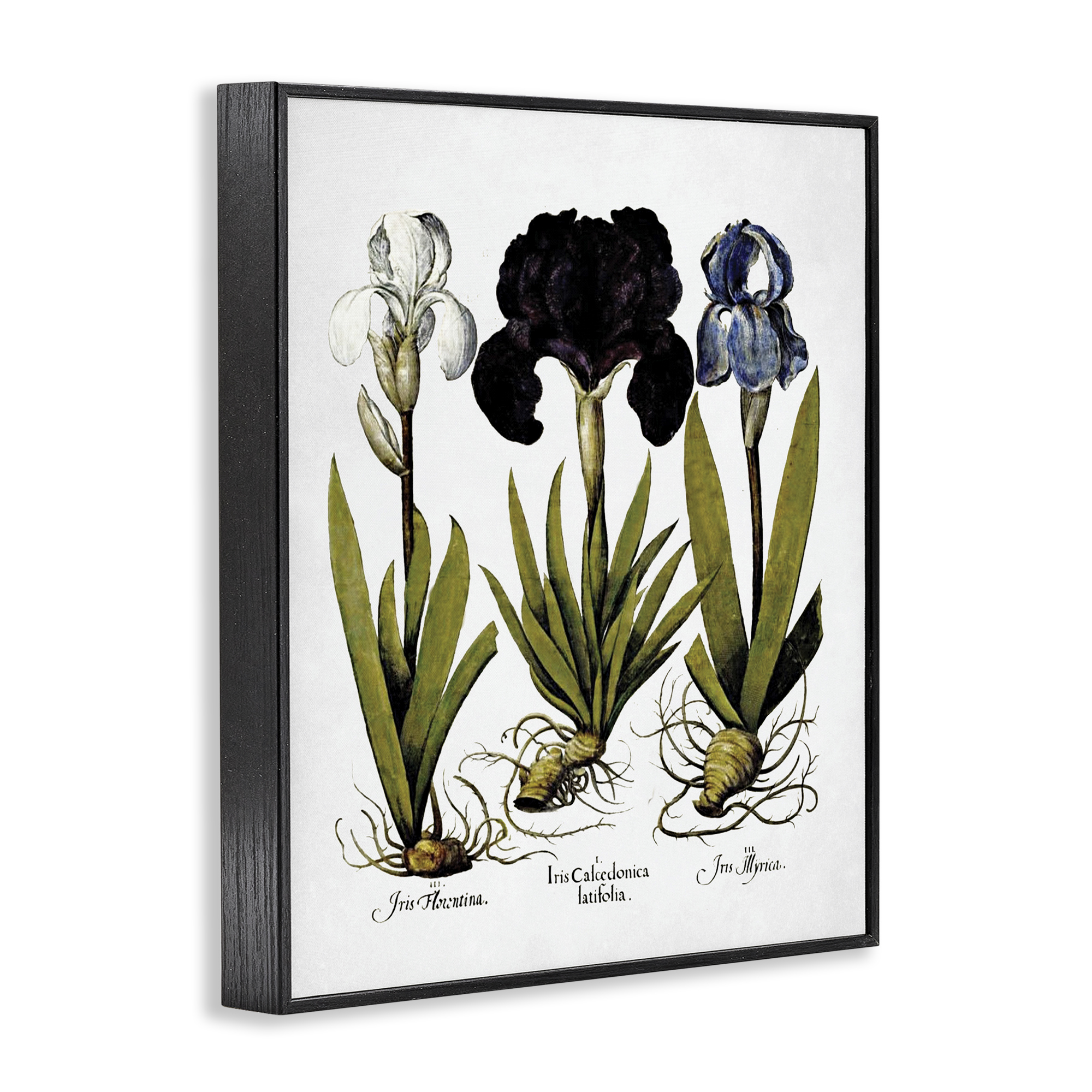 Stupell Industries Vintage Iris Flowers Botanical & Floral Painting Black Framed Art Print Wall Art, 11 x 14