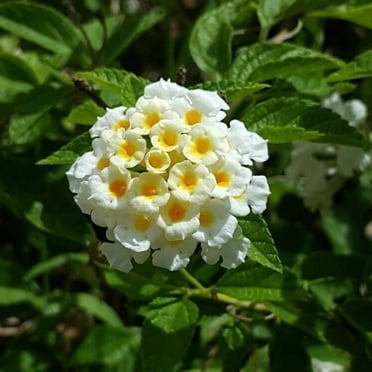 2 White Trailing Lantana Plants Live, Suitable for Outdoor Planting, Lantana Plants from 4 to 8 Inch
