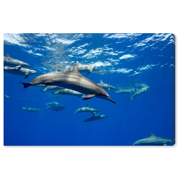 Runway Avenue Nautical And Coastal Wall Art Canvas Prints Large Group Of Spinner Dolphins By David Fleetham Marine Life Blue Gray Com - Large Canvas Coastal Wall Art Runway Avenue Nautical And Coastal Wall Art Canvas Prints Large Group Of Spinner Dolphins By David Fleetham Marine Life Blue Gray Com - Large Canvas Coastal Wall Art