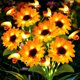 thumbnail image 1 of Luces solares para jardín Hortsun, 2 piezas, girasol y abeja, 69 cm, 1 of 6