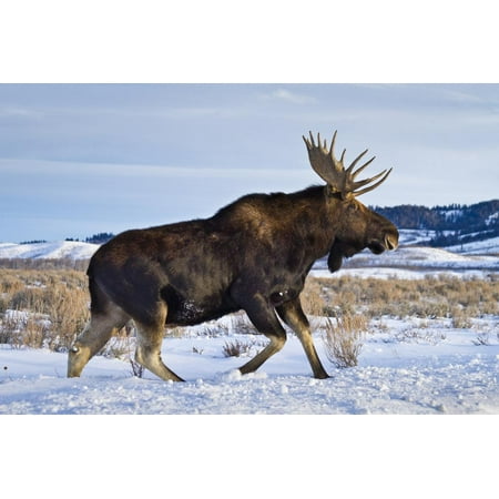 A Bull Moose Walks in a Snow-Covered Antelope Flats in Grand Teton National Park, Wyoming Print Wall Art By Mike