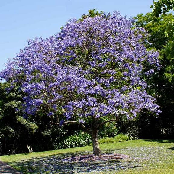 Brighter Blooms - Jacaranda Tree, 2-3 ft. - No Shipping To AK, AZ, HI