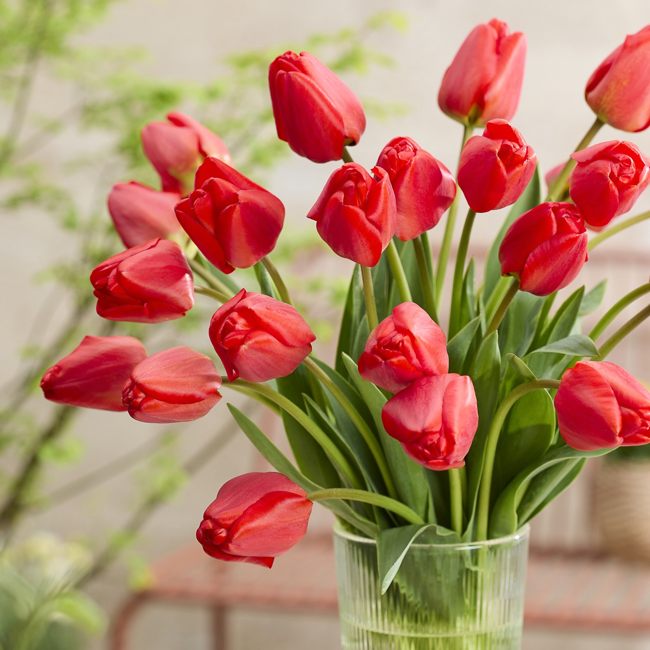 Van Zyverden Tulips Apeldoorn Set of 12 Bulbs, Red, Partial Sun, Perennial