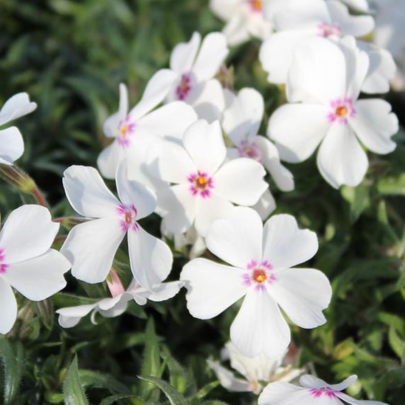 25 Amazing Grace Creeping Phlox Seeds - Cold and Drought,,, for Early Spring/Fall Planting