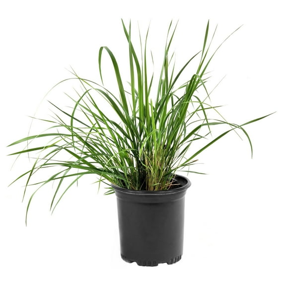 National Plant Network 1 Gal Lemon Grass