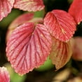 thumbnail image 2 of Autumn Jazz Viburnum Bare Root Deciduous Flowering Stater Shrub, 2 of 4