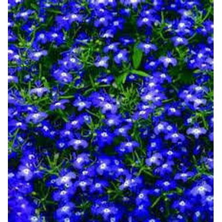 The Dirty Gardener Lobelia Erinus Half Moon Flowers 500 Seeds The Dirty Gardener Lobelia Erinus Half Moon Flowers 500 Seeds