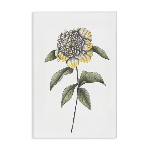 Camellia Flower Illustration Canvas Wall Art, design by Cecilia Battaini