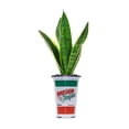 thumbnail image 1 of Garden Tropics #4.33 Sansevieria Tropical Plant, 1 of 2
