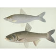 thumbnail image 2 of Plate 140 From The John Reeves Collection Poster Print By Mary Evans Natural History Museum, 2 of 4