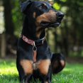 thumbnail image 4 of SUTENGDA Bear Drive Bell Cowbell Training Bells for Small Puppies, 4 of 6