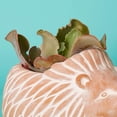 thumbnail image 4 of Large Terracotta Hedgehog Pot, 4 of 4