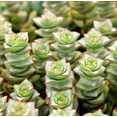 thumbnail image 4 of Crassula x Perforata 'Ivory Towers' Succulent Live Plant 2 Inch for Indoor Outdoor Home Office Garden Decor, 4 of 6