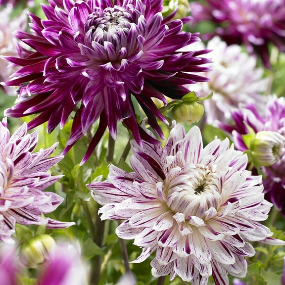 Van Zyverden Dahlias Avancouver Blend, 5 Bulbs, Multi-color, Full Sun, Annual, Flowering