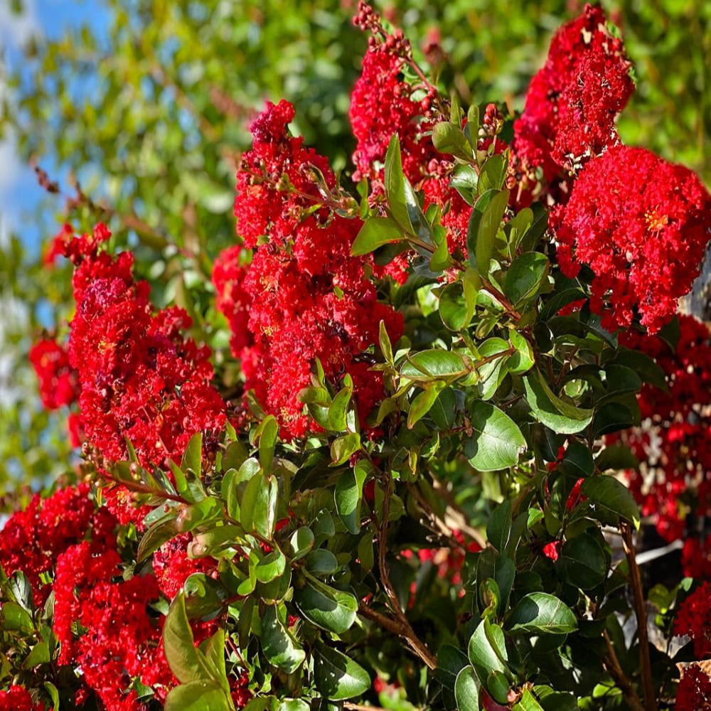Southern Living 3-4 ft tall Miss Frances Crape Myrtle Live Tree in 7-Gallon Grower Pot