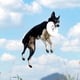 thumbnail image 3 of Competencia de perros Disco volador Resistente a las mordeduras Estable Buen rendimiento de resistencia al viento Hugtrwg Para estrenar, 3 of 7