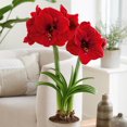 thumbnail image 1 of Amaryllis Lion King 1 bulb, 1 of 1