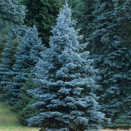 Colorado Blue Spruce Seeds for Planting MVR1 (Picea pungens) Bonsai Tree Seeds Non GMO Heirloom for Privacy or Landscaping 50 